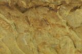 Pennsylvanian, Fossil Microbial Mat - Oklahoma #133143-1